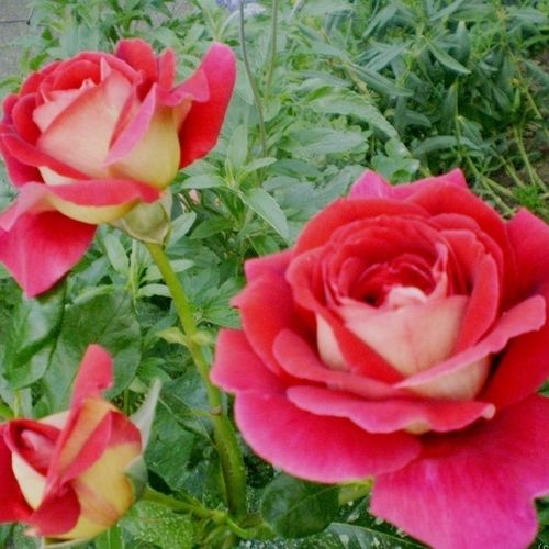 Aranysárga, a szirom külső fonákja cseresznyepiros - Teahibrid virágú - magastörzsű rózsafa- egyenes szárú koronaforma